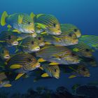 Sweetlips Sawandarek Jetty