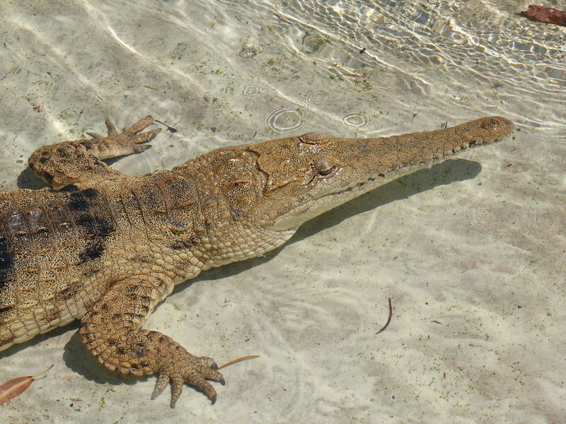 Sweetwater Crocodile