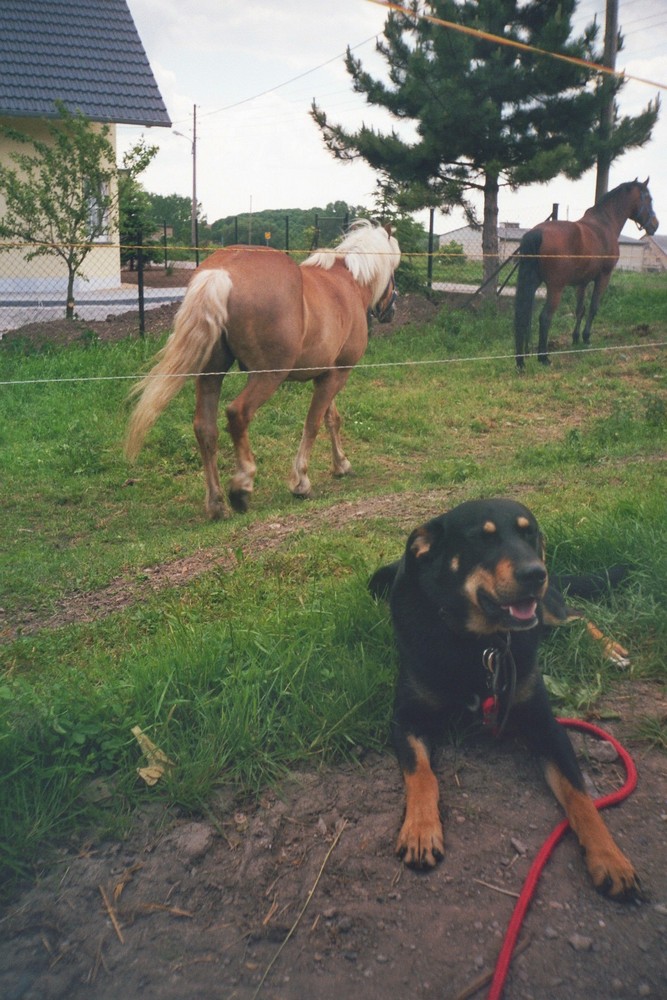 Sweety, Karl und Luchs