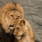 sweety lions