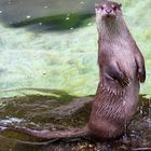 swift Otter