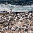 Swift Tern, Greater Crested Tern, Sterna Bergii