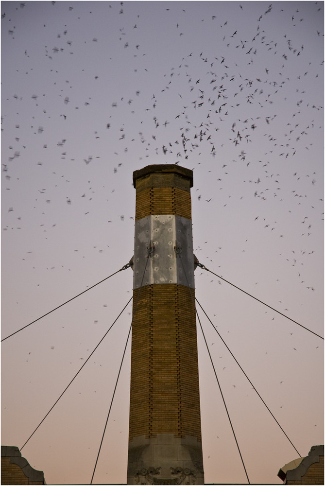 swifts over chapman school - part II