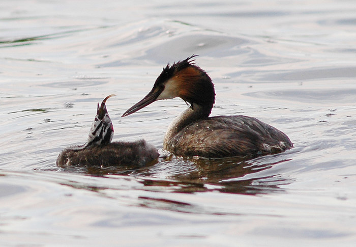 Swim in Dinner!