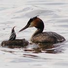 Swim in Dinner!