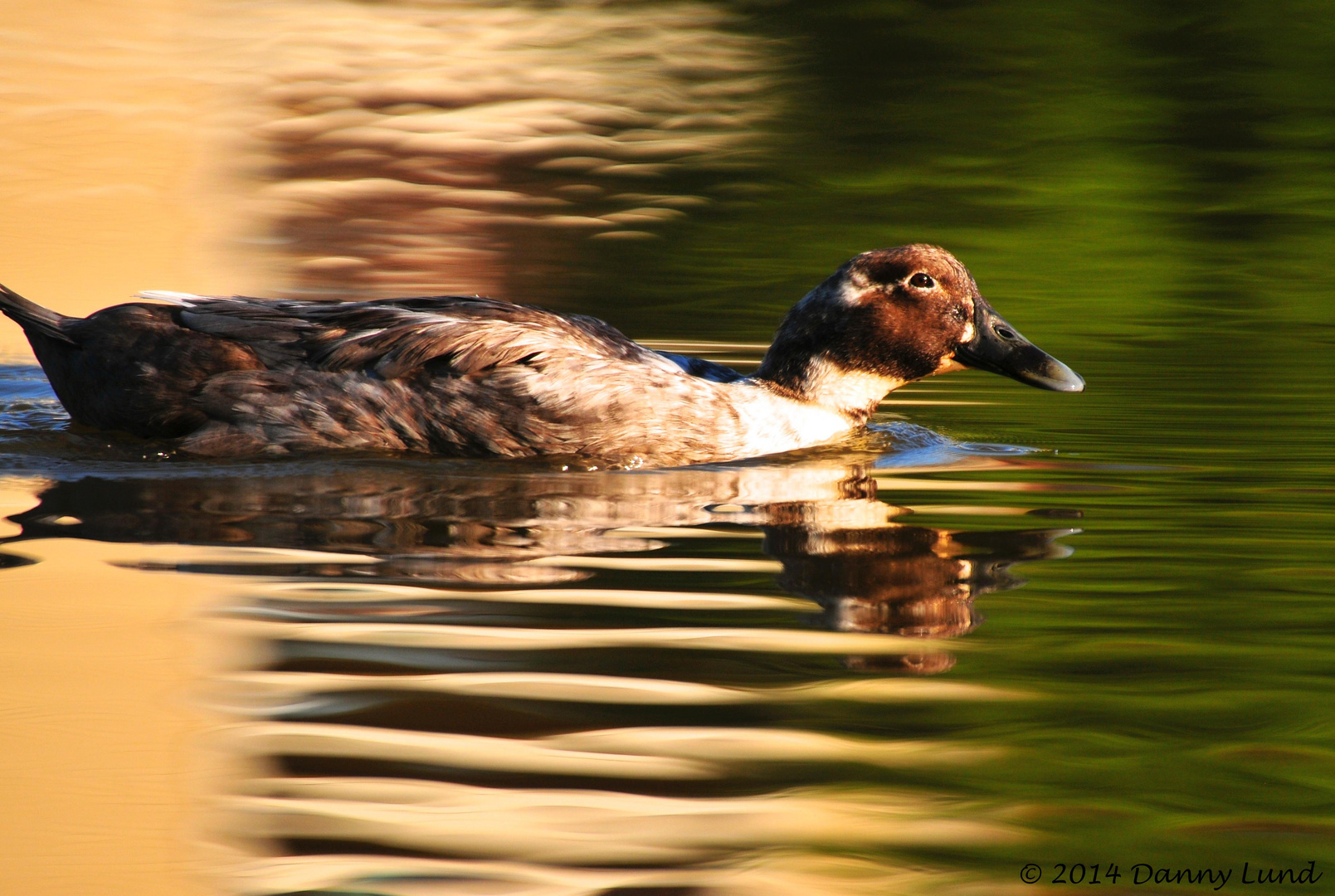 Swim On The Shinning Water