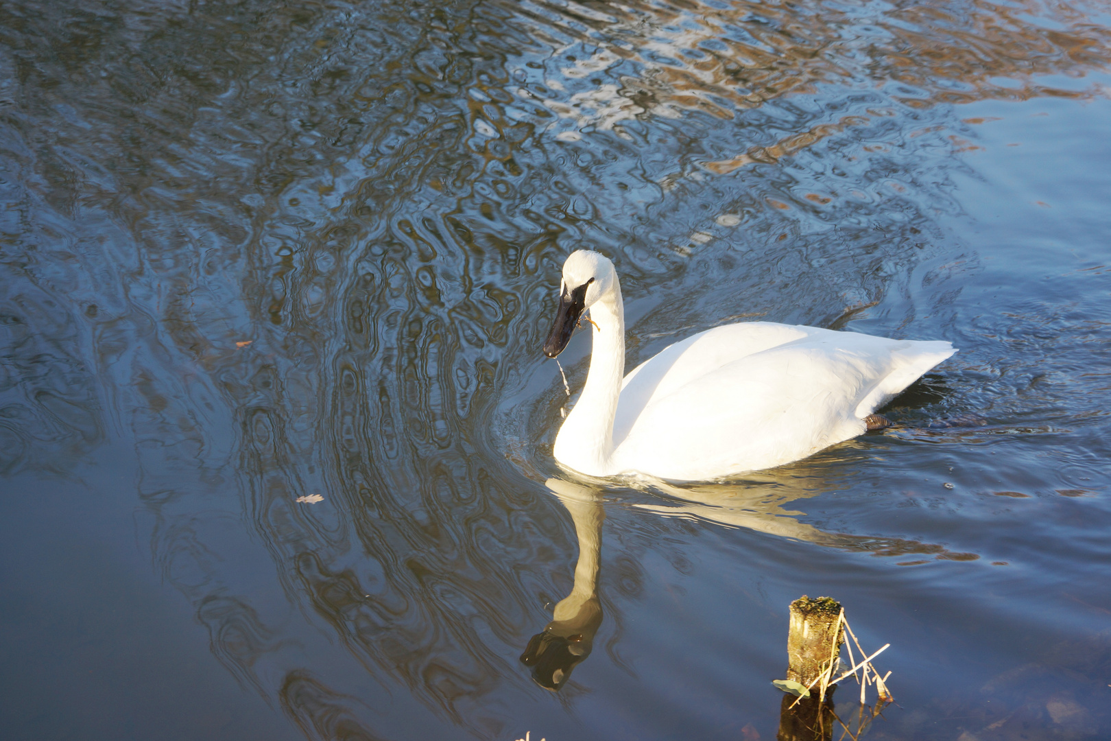 Swim swan swim!