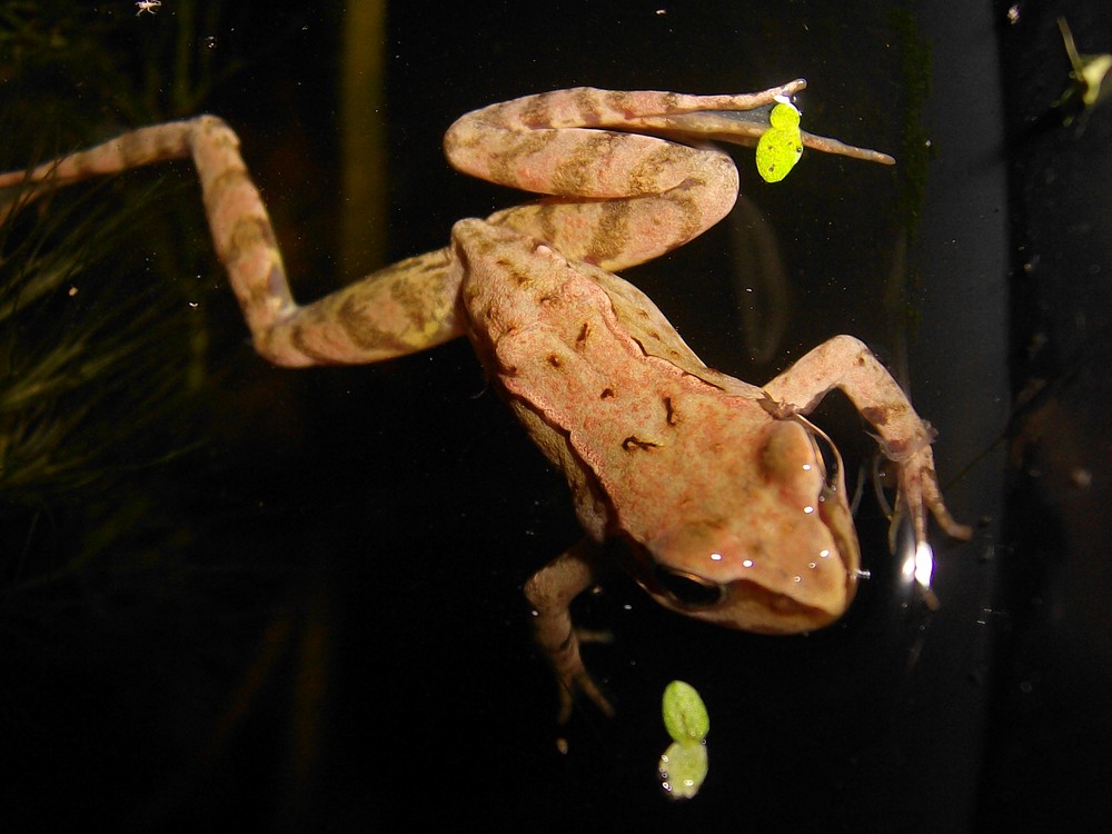 swimming