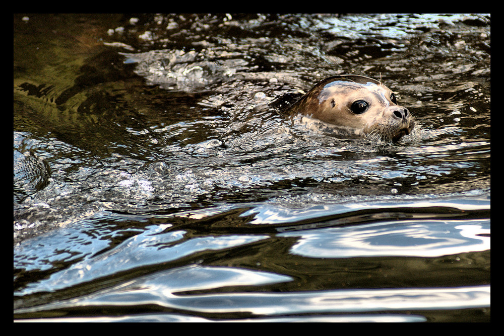 swimming