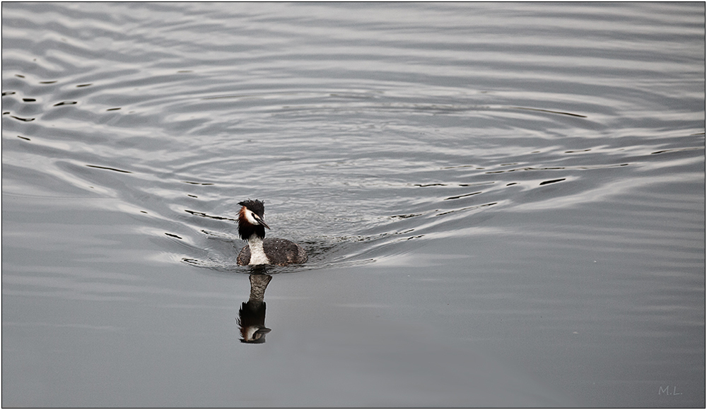 swimming away softly