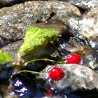 swimming berry's