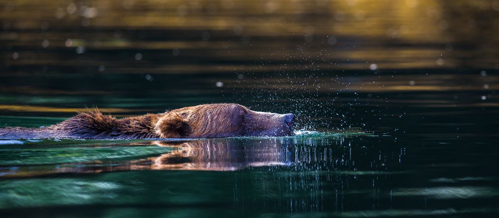 Swimming close by