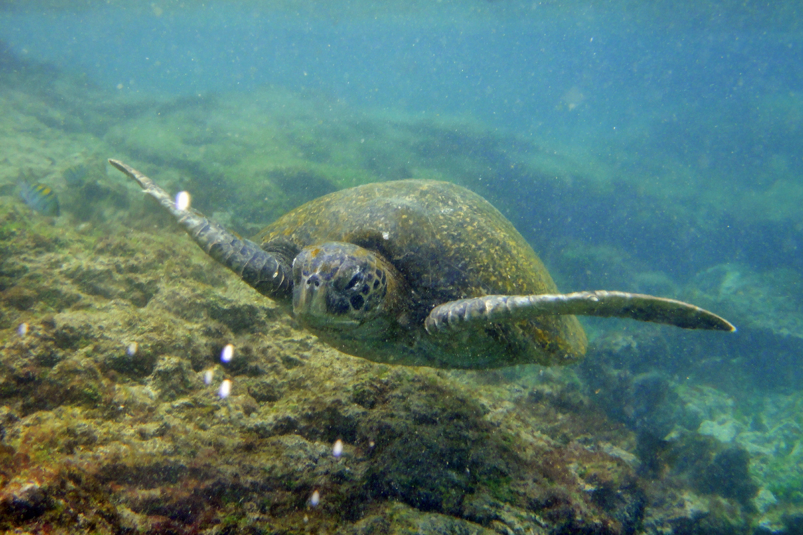 Swimming companion :)