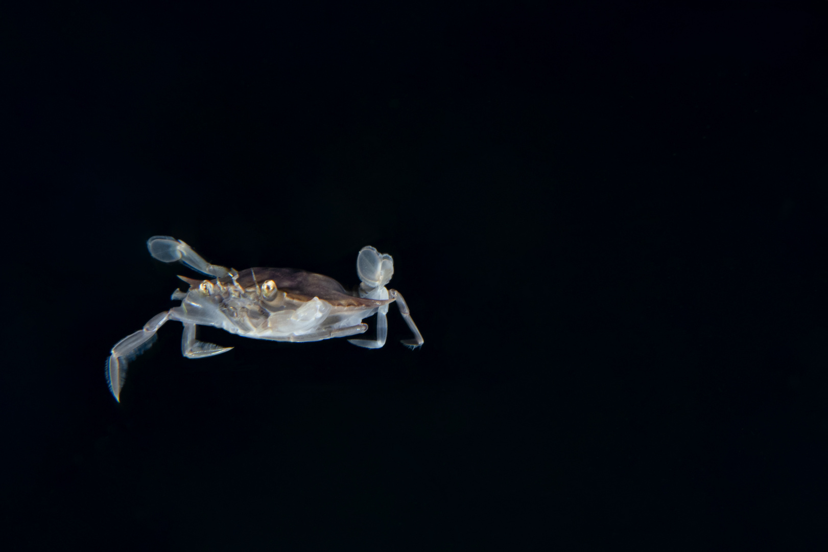 Swimming Crab beim Blackwater Dive