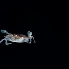 Swimming Crab beim Blackwater Dive