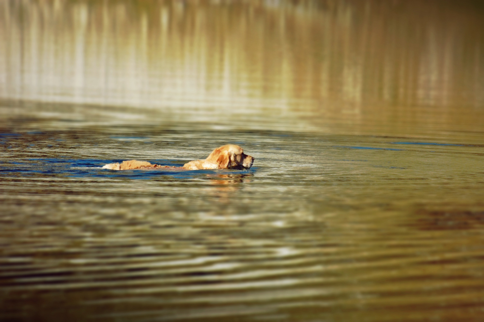 swimming dog