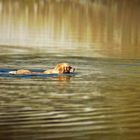 swimming dog