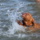 Tiere