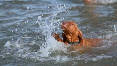 swimming dog