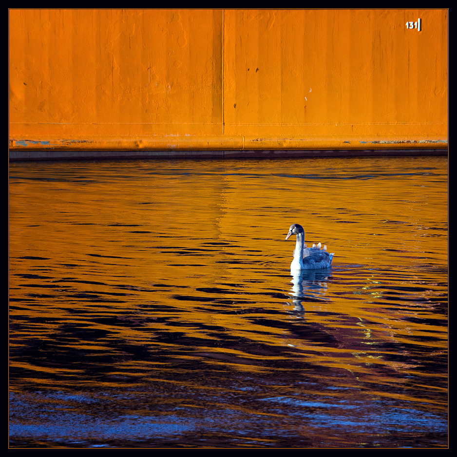 "Swimming down the golden river"