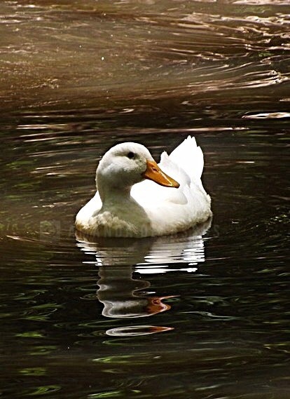 Swimming Duck