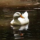 Swimming Duck