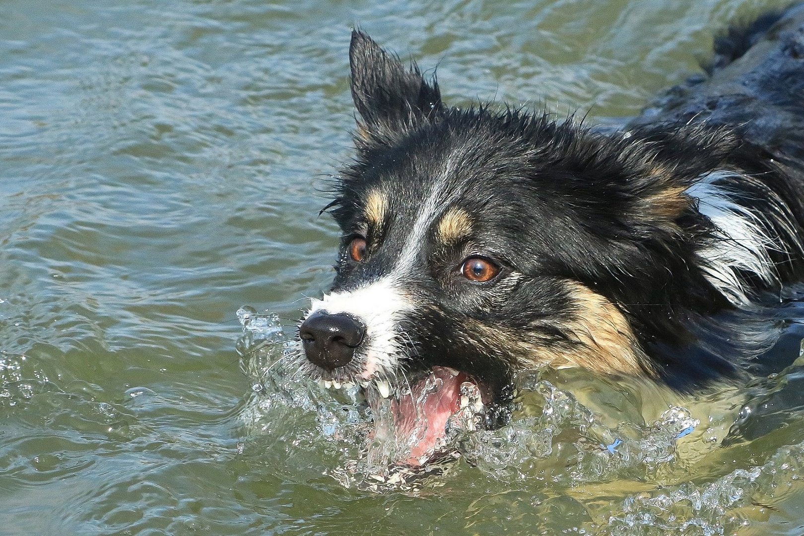 Swimming Ginni