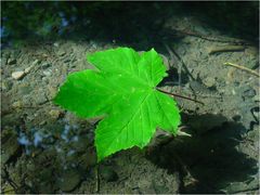 [ swimming green ]