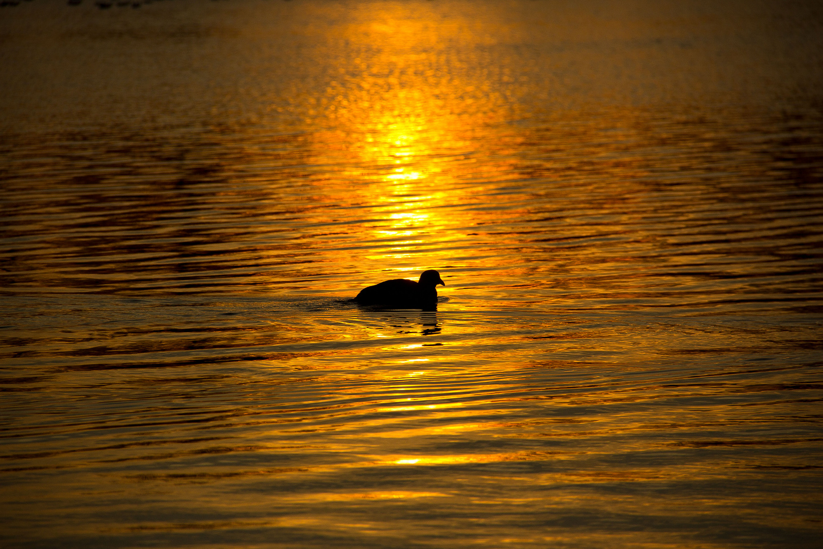 Swimming in "Golden Water"