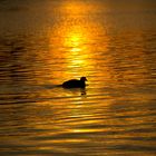 Swimming in "Golden Water"