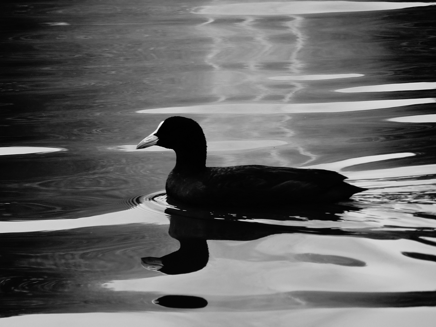 Swimming in the light of the fountain