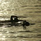 Swimming in the Ocean