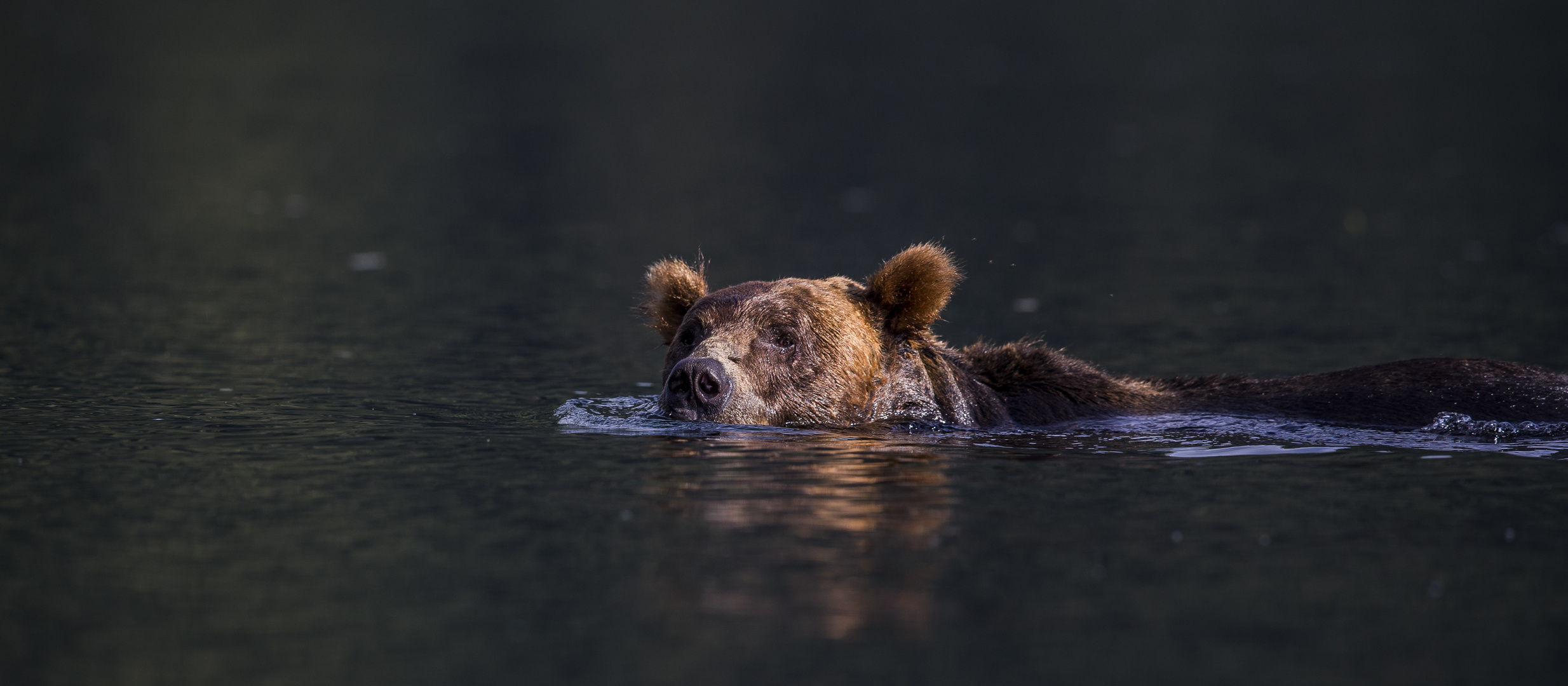 Swimming into the sunset