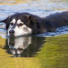 swimming Jack in der Birs