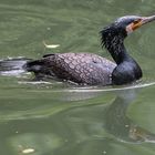 swimming kormoran