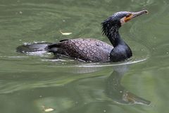 swimming kormoran