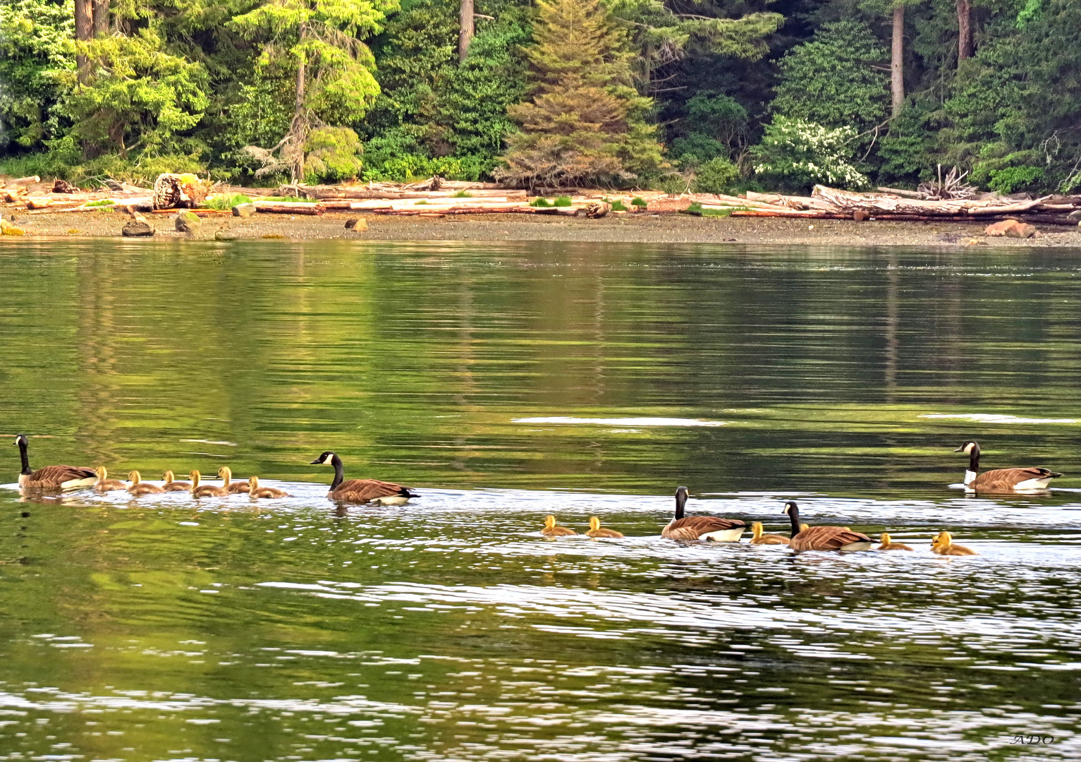 Swimming Lessons