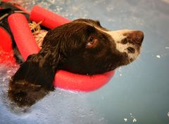 Swimming lessons