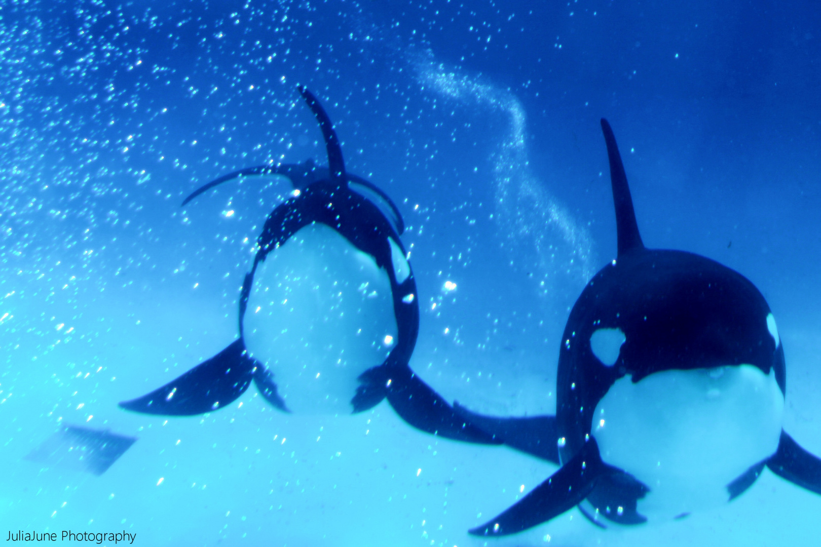 Swimming Orcas