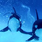 Swimming Orcas