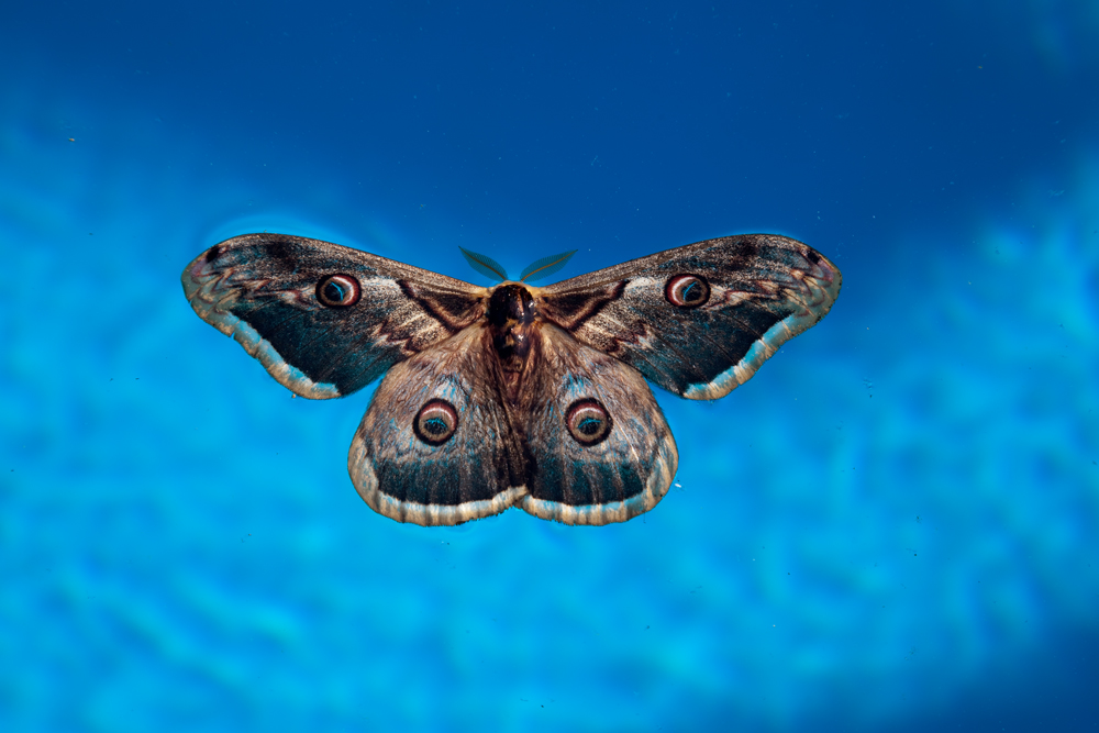 Swimming Papillon