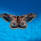 Swimming Papillon