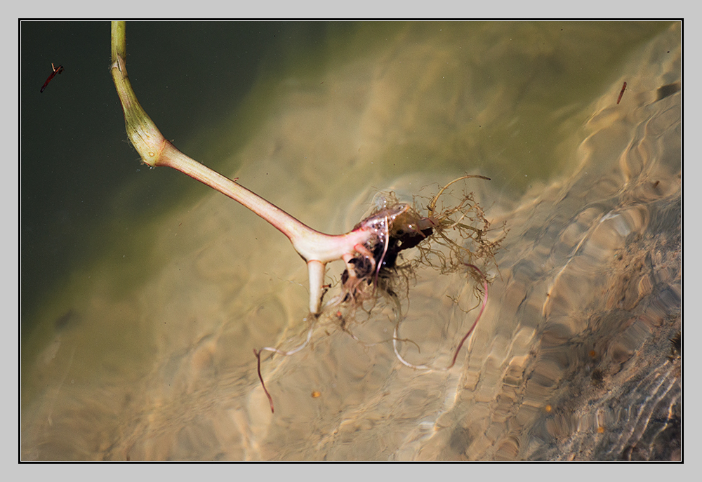 swimming root