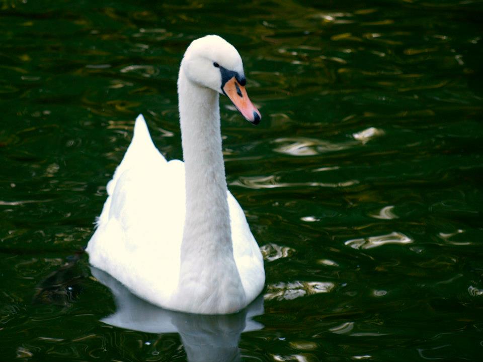 Swimming Swan