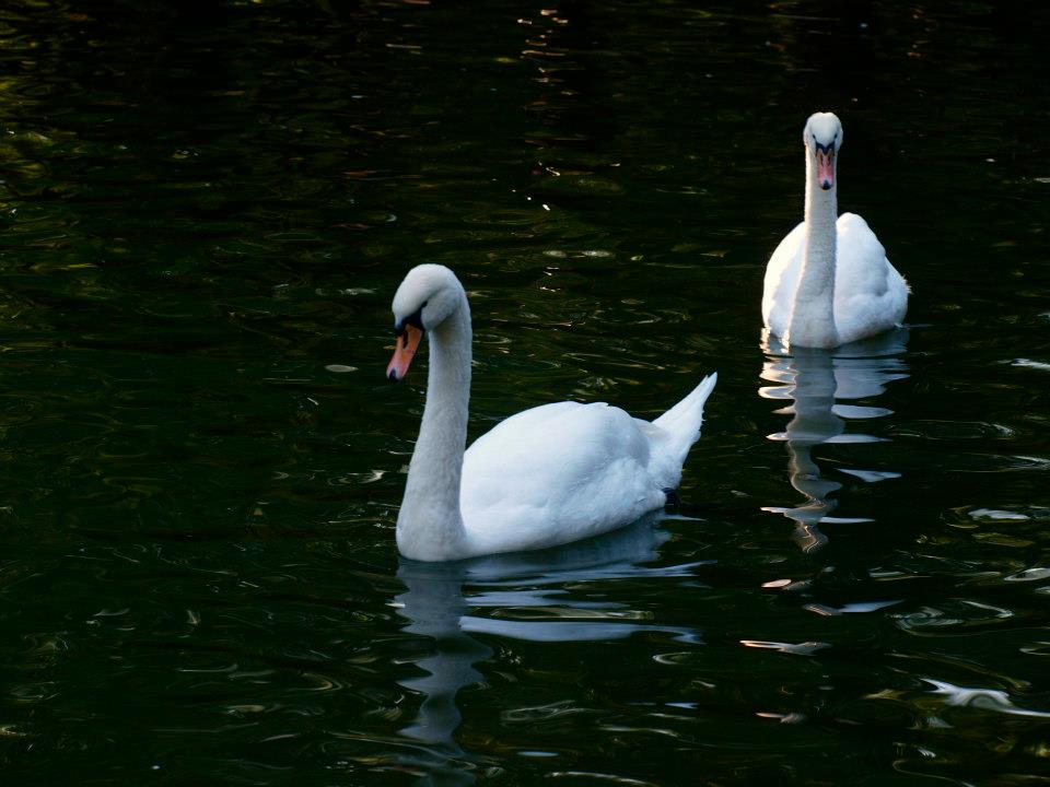 Swimming Swans