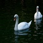 Swimming Swans