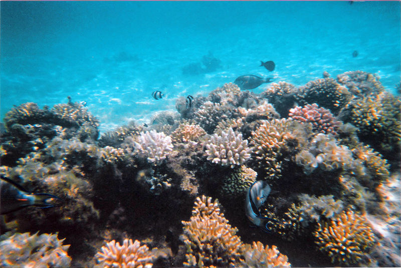 Swimming Through the Egyptian Reef