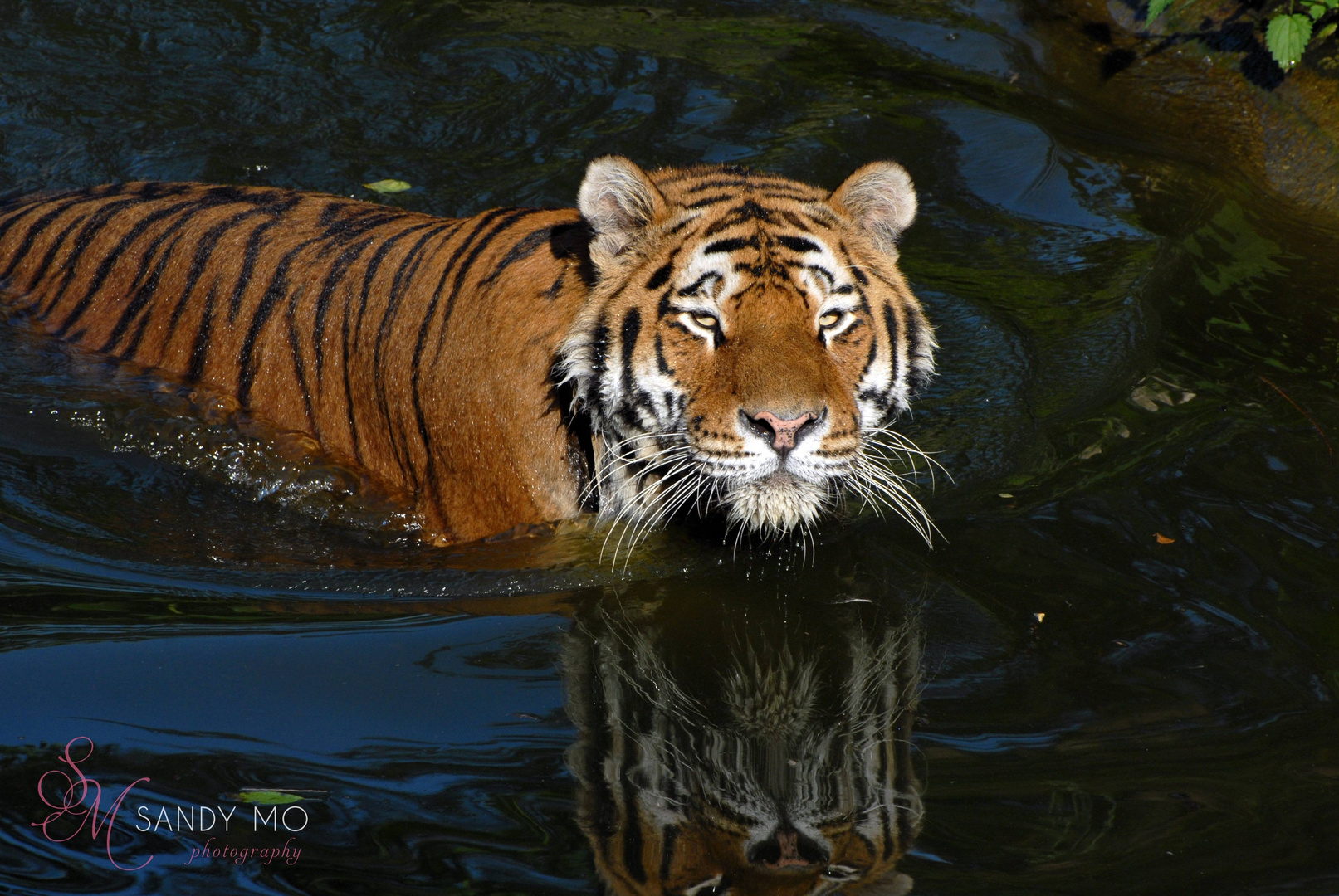 swimming tiger