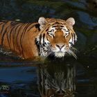 swimming tiger