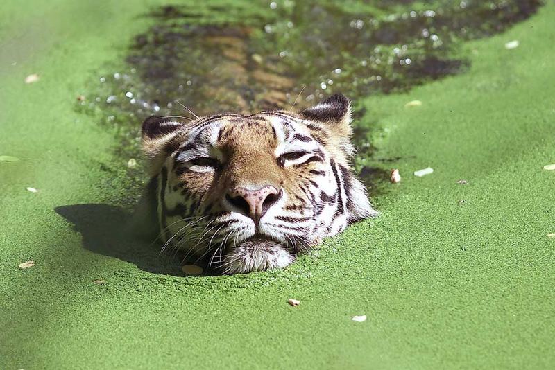 Swimming tiger...